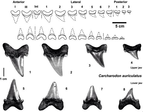 fossil shark teeth pdf